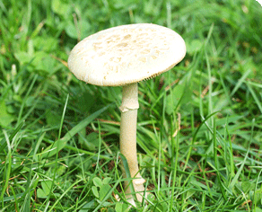 champignon